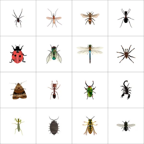 Spinner réaliste, coccinelle, abeille et autres éléments vectoriels. Ensemble de symboles réalistes animaux comprend également Emmet, Bug, objets d'insectes . — Image vectorielle