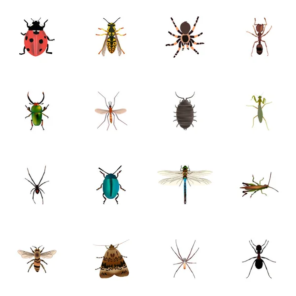 Gafanhoto realista, Bug, Aranha e outros elementos vetoriais. Conjunto de símbolos realistas de bugs também inclui azul, abelha, objetos Gnat . —  Vetores de Stock