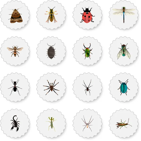 Ménagère réaliste, fourmi, fileuse et autres éléments vectoriels. Ensemble de symboles réalistes hexapodes comprend également l'araignée, Pismire, objets de guêpe . — Image vectorielle