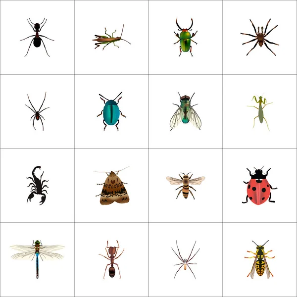 Insecte réaliste, fileur, papillon et autres éléments vectoriels. Ensemble de symboles réalistes de bug comprend également Wisp, papillon de nuit, objets de tarentule . — Image vectorielle