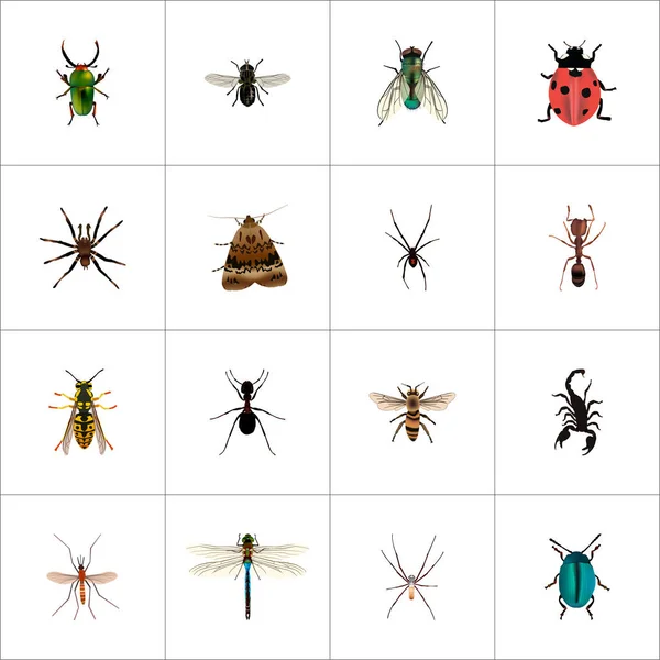 Midge réaliste, Emmet, fourmi et autres éléments vectoriels. Ensemble de symboles réalistes hexapodes comprend également Wisp, scarabée, objets Gnat . — Image vectorielle