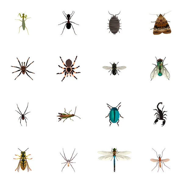 Realistic Housefly, Gnat, Poisonous And Other Vector Elements. Conjunto de símbolos realistas Hexapod também inclui libélula, gafanhoto, objetos azuis . —  Vetores de Stock