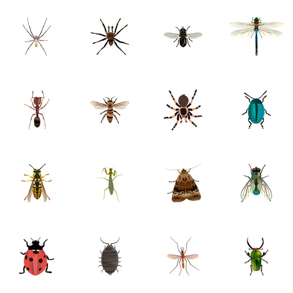 Realistic Butterfly, Bug, Midge and Other Vector Elements. Набор ретроградов также включает объекты паука, дора, бабочки . — стоковый вектор