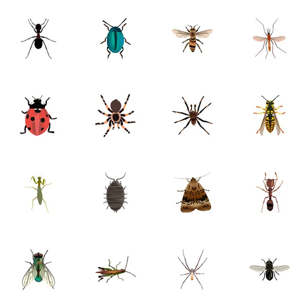 Grasshopper realista, Housefly, Arachnid e outros elementos vetoriais. Conjunto de símbolos realistas de insetos também inclui joia, aranha, objetos de vespa . — Vetor de Stock