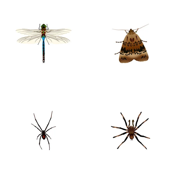 Realistische Arachnid, Spinner, vlinder en andere vectorelementen. Set van dierlijke realistische symbolen bevat ook Dragonfly, Spinner, Spider objecten. — Stockvector