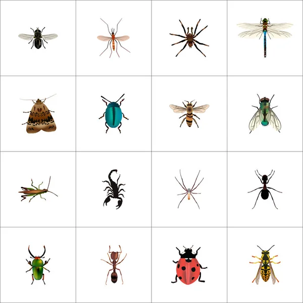 Arácnido realista, mariquita, abeja y otros elementos vectoriales. Conjunto de Símbolos Realistas Animales También Incluye Libélula, Insectos, Objetos Arácnidos . — Vector de stock