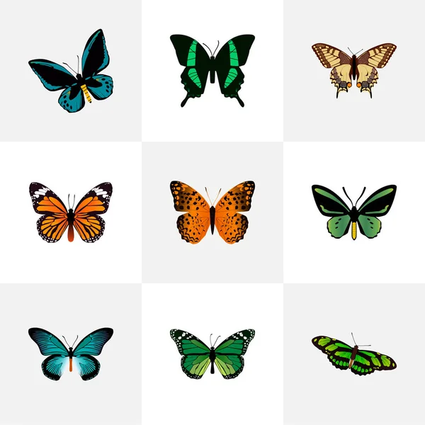 Demophoon realista, polilla tropical, cola de golondrina de tigre y otros elementos vectoriales. Conjunto de hermosos símbolos realistas también incluye verde, azul, objetos de mariposa . — Vector de stock