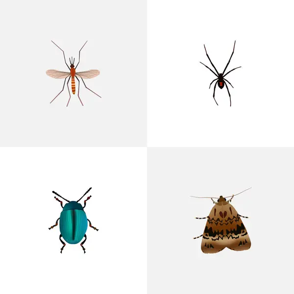 Gnat réaliste, papillon, spinner et autres éléments vectoriels. Ensemble de symboles réalistes de bogue comprend également papillon, araignée, objets de bogue . — Image vectorielle