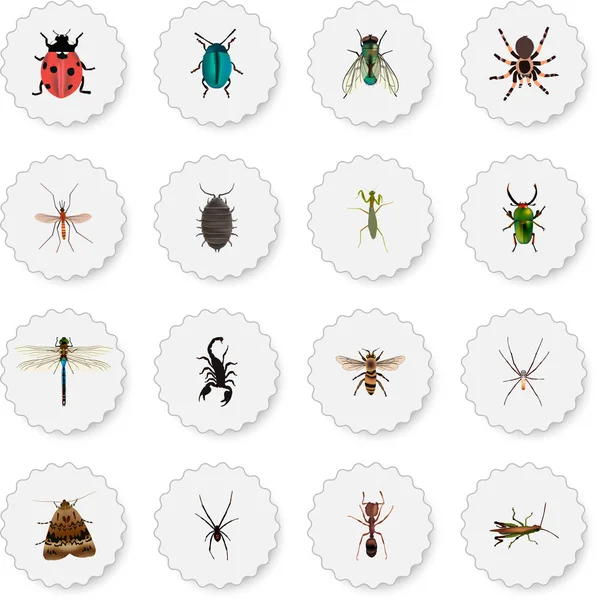 Insecte réaliste, araignée, papillon et autres éléments vectoriels. Ensemble de symboles réalistes Bug comprend également sauterelle, vert, Damselfly Objets . — Image vectorielle