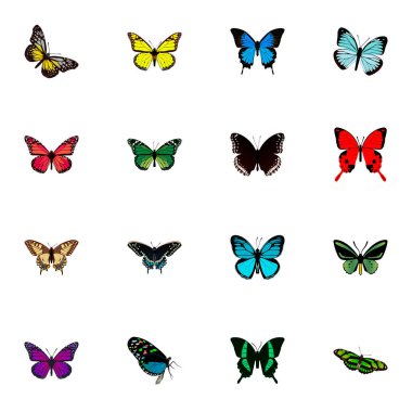 Gerçekçi yeşil tavus kuşu, Morfo Hecuba, yaz böcek ve diğer vektör öğeleri. Güve gerçekçi simgeler kümesi de kırmızı, sarı, mavi nesneleri içerir.