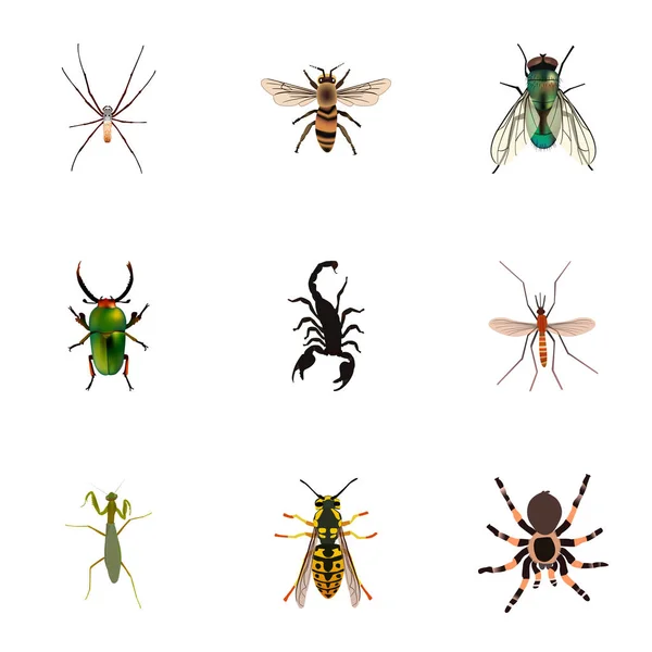 Realistische Gnat, giftige, huisvlieg en andere vectorelementen. Set van Hexapod realistische symbolen bevat ook de huisvlieg, Wisp, Sting objecten. — Stockvector