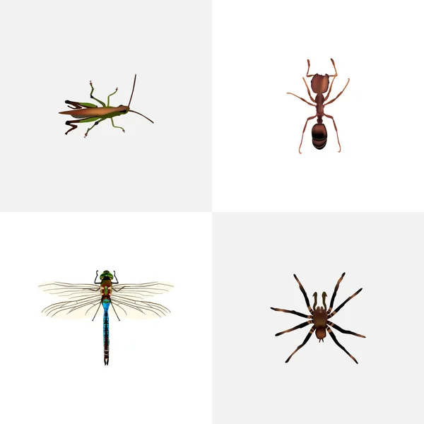 Reális egyenlő szárnyú szitakötők, Arachnid, akác és egyéb vektoros elemek. Bug reális szimbólumok is tartalmaz rovar Tarantula, Emmet objektumok. — Stock Vector