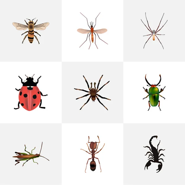 Arachnide réaliste, Emmet, criquet et autres éléments vectoriels. Ensemble de symboles réalistes animaux comprend également Pismire, Arachnide, Bug Objects . — Image vectorielle