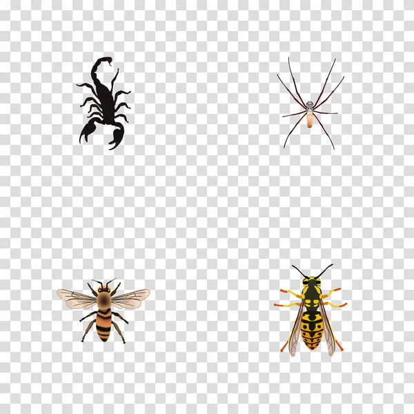 Araignée réaliste, Wisp, abeille et autres éléments vectoriels. Ensemble de symboles réalistes pour animaux comprend également des insectes, des guêpes, des objets Wisp . — Image vectorielle