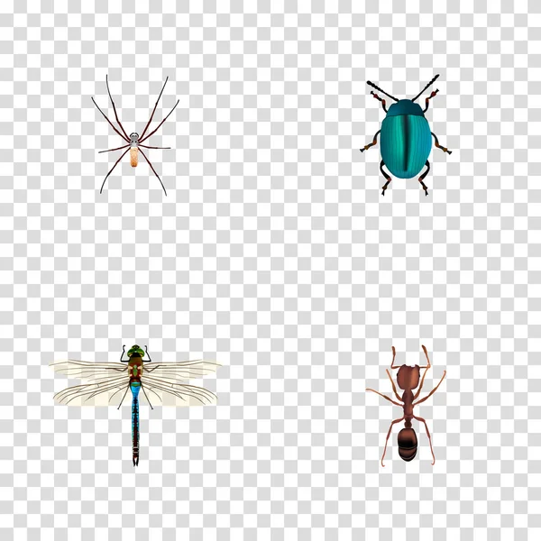 Éléments réalistes Damselfly, Emmet, Spider et autres vecteurs. Ensemble de symboles réalistes Hexapod comprend également fourmi, Spinner, objets bleus . — Image vectorielle