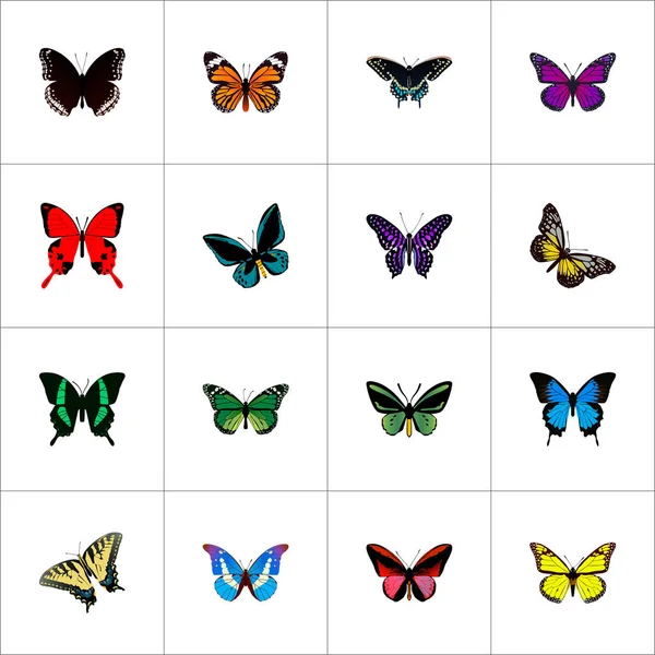 현실적인 나비의 Hecuba, Birdwing, 열 대 나 방 및 다른 벡터 요소. 아름 다운 현실 상징의 세트는 또한 제비 꽃, 열 대, Bluewing 개체 포함. — 스톡 벡터