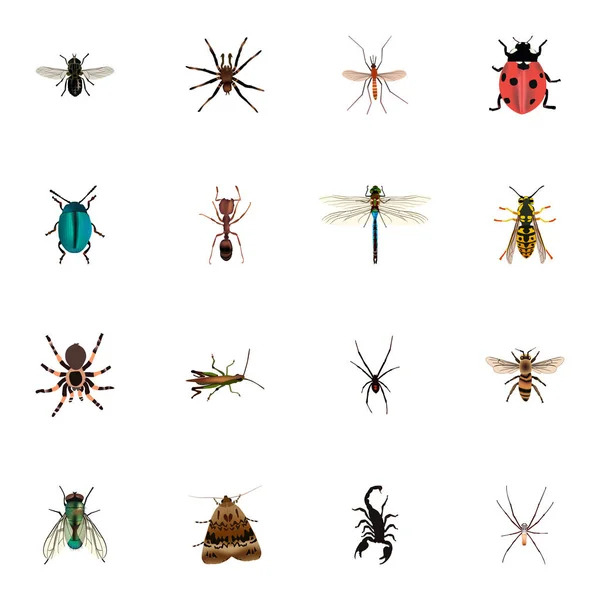 Wisp realista, Damselfly, Emmet e outros elementos vetoriais. Conjunto de símbolos realistas animais também inclui Midge, Housefly, objetos de mosca . —  Vetores de Stock