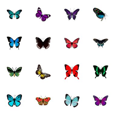 Gerçekçi Lexias, Pipevine, Morfo Hecuba ve diğer vektör öğeleri. Kelebek gerçekçi simgeler kümesi de pembe, sinek, mavi nesneleri içerir.