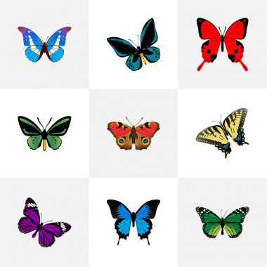 Gerçekçi Amerikan Painted Lady, Birdwing, Bluewing ve diğer vektör öğeleri. Güzellik gerçekçi simgeler kümesi de kırmızı, kaplan, Cypris nesneleri içerir.