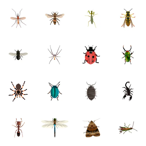 Joaninha realista, Bug, Tarântula e outros elementos vetoriais. Conjunto de símbolos realistas de bugs também inclui formiga, verde, objetos Midge . — Vetor de Stock