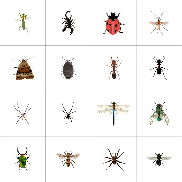 Damselfly realista, Wisp, Housefly e outros elementos vetoriais. Conjunto de símbolos realistas de insetos também inclui vivos, Vespa, objetos de aranha . — Vetor de Stock