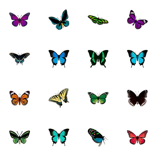 Cobre realista, polilla tropical, monarca y otros elementos vectoriales. Conjunto de Símbolos Realistas de Mariposa También Incluye Polilla, Cielo, Objetos jalá . — Vector de stock