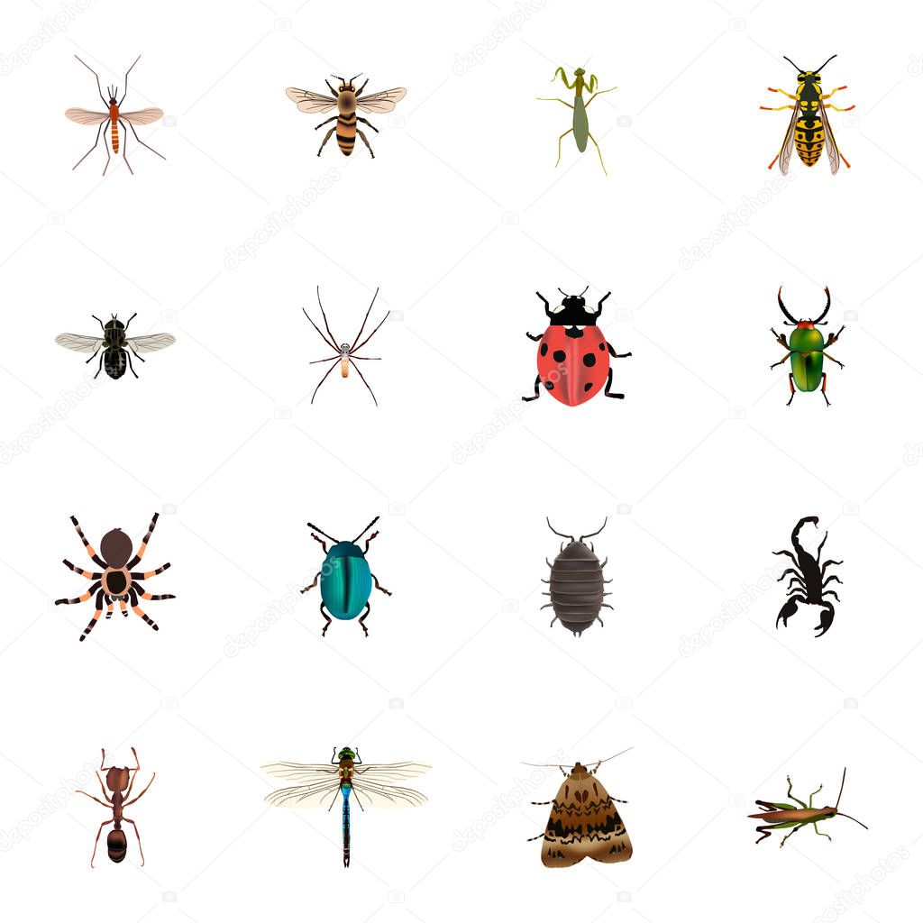 Realistic Ladybird, Bug, Tarantula And Other Vector Elements. Set Of Bug Realistic Symbols Also Includes Ant, Green, Midge Objects.