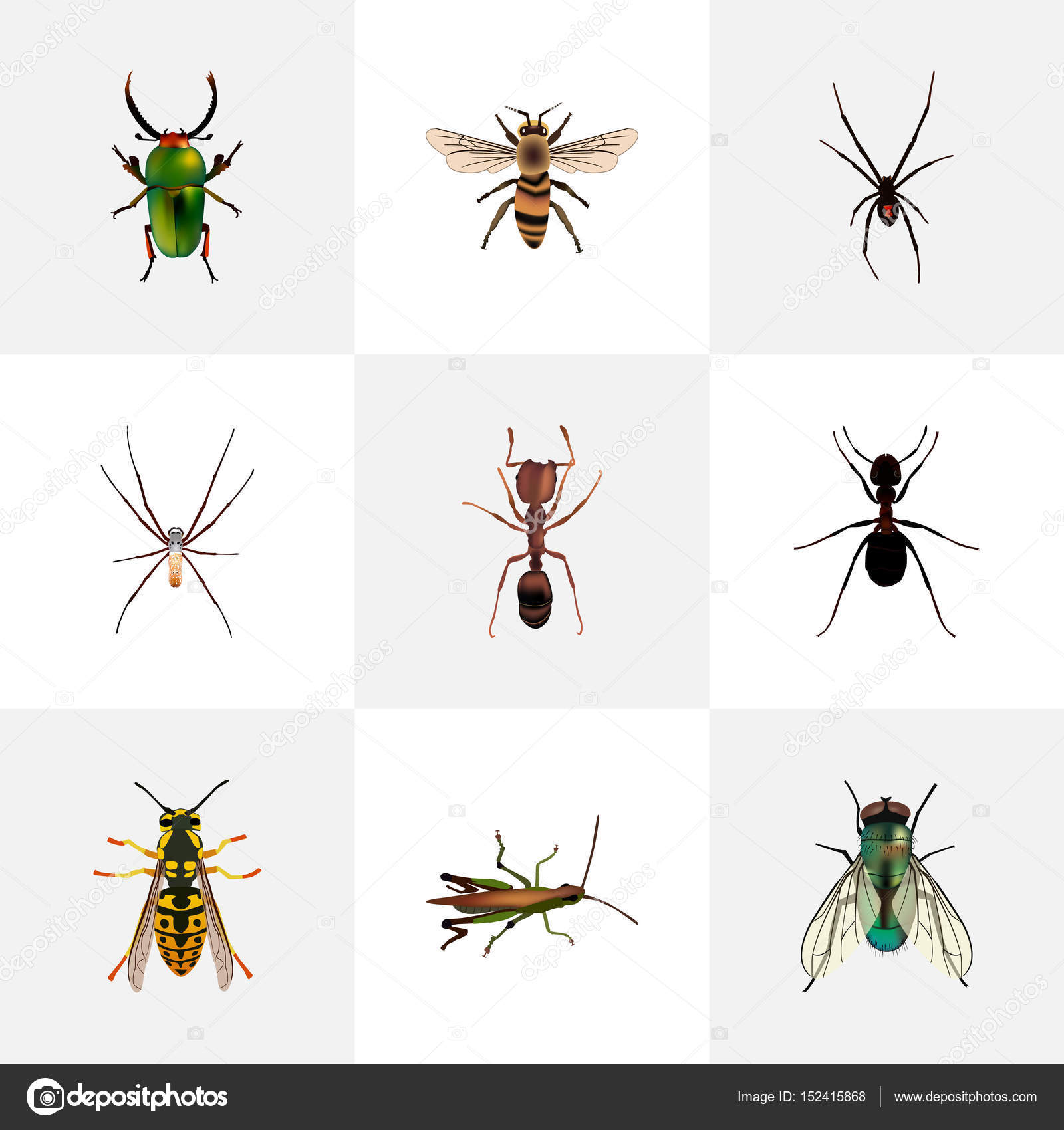 最高の動物画像 心に強く訴えるあり イラスト リアル 最高の動物画像 心に強く訴えるあり イラスト リアル