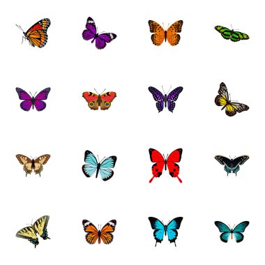 Gerçekçi Danaus Plexippus, Amerikan Painted Lady, Checkerspot ve diğer vektör öğeleri. Güzel gerçekçi simgeler kümesi de turuncu, güzellik, sinek nesneleri içerir.