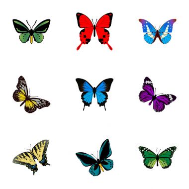 Gerçekçi Birdwing, Demophoon, Bluewing ve diğer vektör öğeleri. Güve gerçekçi simgeler kümesi de mor, sinek, malakit nesneleri içerir.