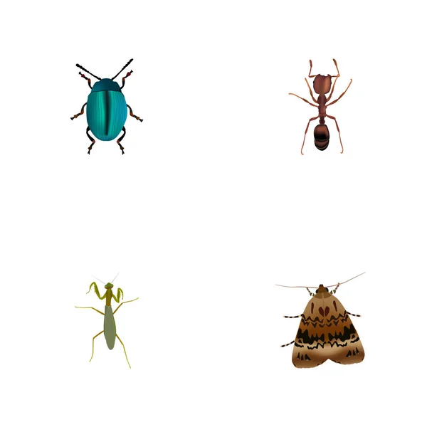 Bug réaliste, Emmet, Grasshopper et autres éléments vectoriels. Ensemble de symboles réalistes animaux comprend également Bug, bleu, objets sauterelles . — Image vectorielle