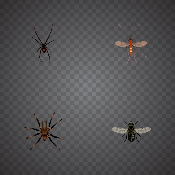 Realistische Mücke, Mücke, Spinnentier und andere Vektorelemente. Set von Bug realistischen Symbolen enthält auch Moskito, Fliege, Mücke Objekte. — Stockvektor