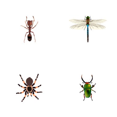Gerçekçi kızböcekleri, Tarantula, böcek ve diğer vektör öğeleri. Hayvan gerçekçi simgeler kümesi de içerir Tarantula, böcek, karınca nesneleri.