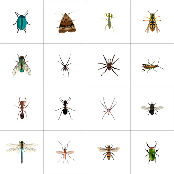 现实的蜜蜂、 蜘蛛、 豆娘、 其他向量元素。Bug 现实符号集还包括埃米特、 蠓、 蚱蜢对象. — 图库矢量图片