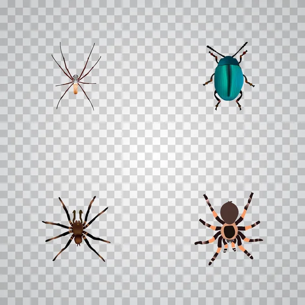 Reális Arachnid, Tarantula, rovar és más vektorgrafikus elemek. Bug reális szimbólumok is tartalmaz pók, bogár, tárcsa tárgyak. — Stock Vector