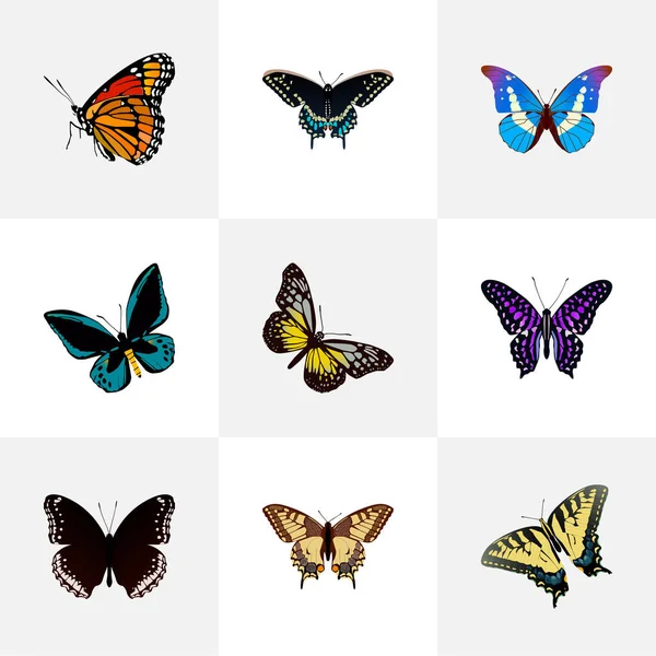 Realista Tiger Swallowtail, Milkweed, Spicebush y otros elementos vectoriales. Conjunto de símbolos realistas de polilla también incluye morfos, púrpura, objetos de tigre . — Vector de stock