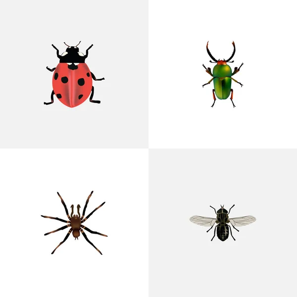 Realistic Midge, Ladybird, Insect And Other Vector Elements. Conjunto de símbolos realistas de insectos también incluye insectos, mariquitas, objetos arácnidos . — Vector de stock