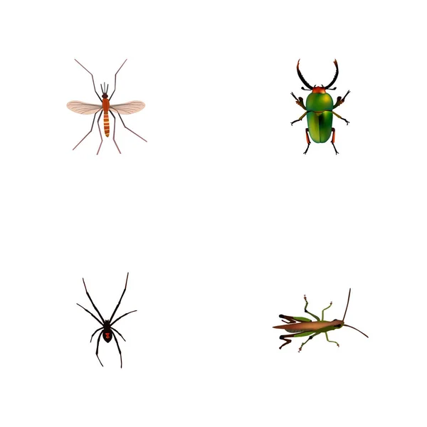 Insecte réaliste, fileuse, sauterelle et autres éléments vectoriels. Ensemble de symboles réalistes Bug comprend également sauterelle, scarabée, objets verts . — Image vectorielle