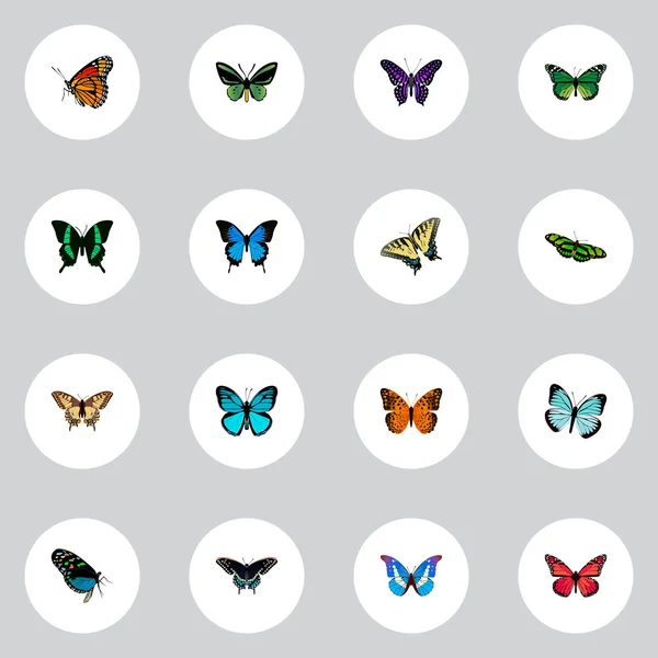 Realistische grüne Pfau, Blauregen, Schönheitsfliege und andere Vektorelemente. Set von Schmetterling realistischen Symbolen enthält auch lila, Tiger, Monarch Objekte. — Stockvektor