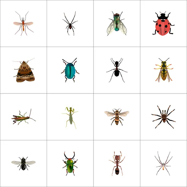 Papillon réaliste, Gnat, Spider et autres éléments vectoriels. Ensemble de symboles réalistes de bug comprend également des insectes, des bijoux, des objets de piqûre . — Image vectorielle