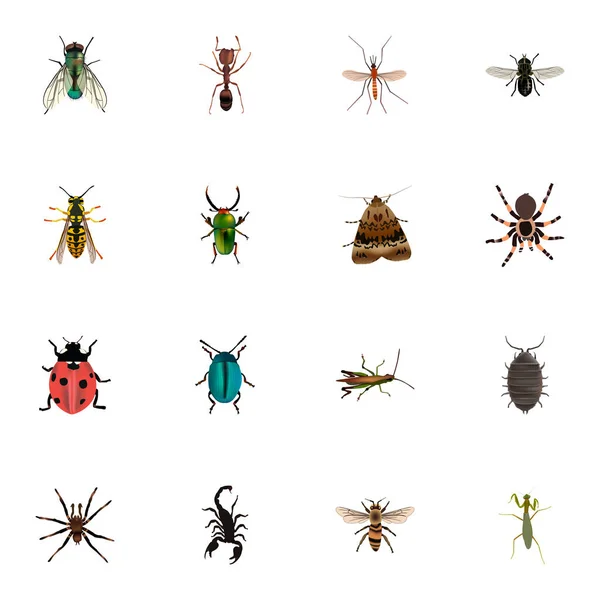 Gnat réaliste, coccinelle, papillon et autres éléments vectoriels. Ensemble de symboles réalistes de bug comprend également la teigne, la tarentule, les objets de bug . — Image vectorielle