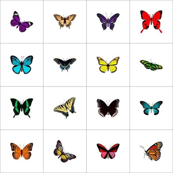 Realistiska Checkerspot, Morpho Hekuba, sommaren insekt och andra Vector-element. Uppsättning av skönhet realistiska symboler ingår även skönhet, violett, Orange objekt. — Stock vektor
