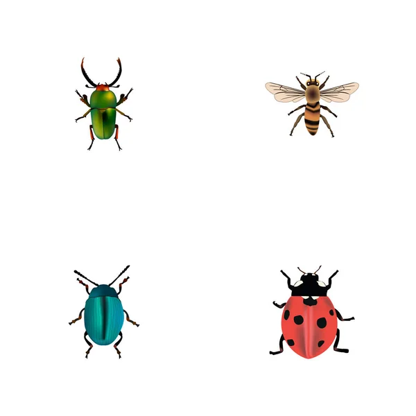 Realistische Insect, Bug, Wisp en andere vectorelementen. Set van dierlijke realistische symbolen bevat ook Bug, Dor, Insect objecten. — Stockvector