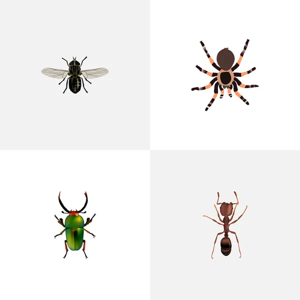 Realistische Vogelspinne, Emmet, Mücke und andere Vektorelemente. Set von insektenrealistischen Symbolen enthält auch Spinnentiere, Pissoirs, Fliegenobjekte. — Stockvektor