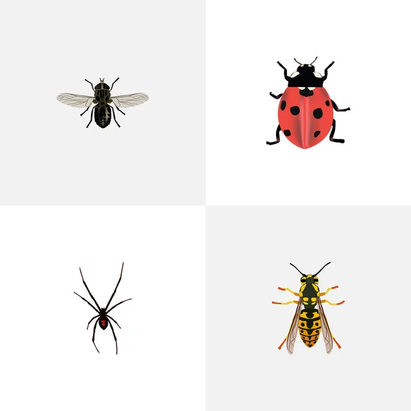 Realistic Ladybird, Bee, Spinner And Other Vector Elements. Set Of Insect Realistic Symbols Also Includes Fly, Wisp, Arachnid Objects. — Stock Vector