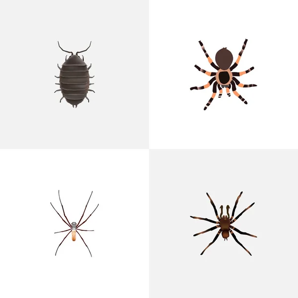 Reális Dor, Tarantula, Arachnid és egyéb vektoros elemek. Állati reális szimbólumok is tartalmaz Dor, rovar, bogár objektumok. — Stock Vector
