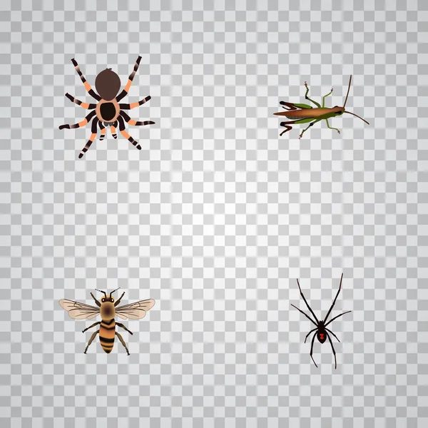 Spinner realista, tarántula, langosta y otros elementos vectoriales. Conjunto de símbolos realistas de insectos también incluye Spinner, Avispa, objetos de araña . — Archivo Imágenes Vectoriales