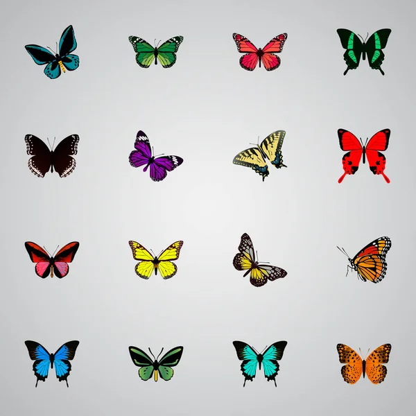Birdwing realista, azul comum, borboleta e outros elementos vetoriais. Conjunto de símbolos realistas bonitos também inclui tigre, marrom, objetos de mosca . —  Vetores de Stock
