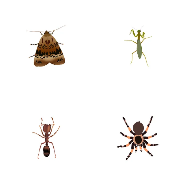 Grasshopper realista, Emmet, mariposa y otros elementos vectoriales. Conjunto de símbolos realistas hexápodos también incluye Mantis, mariposa, objetos de la tarántula . — Archivo Imágenes Vectoriales