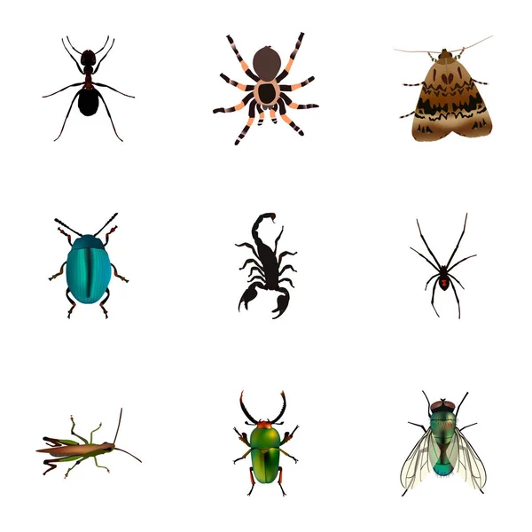 Fourmi réaliste, papillon, insecte et autres éléments vectoriels. Ensemble de symboles réalistes animaux comprend également sauterelle, arachnide, objets papillon . — Image vectorielle